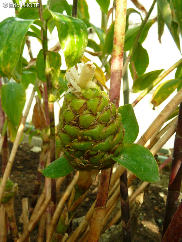 Costaceae - Costus dubius - Coste, Canne d’eau