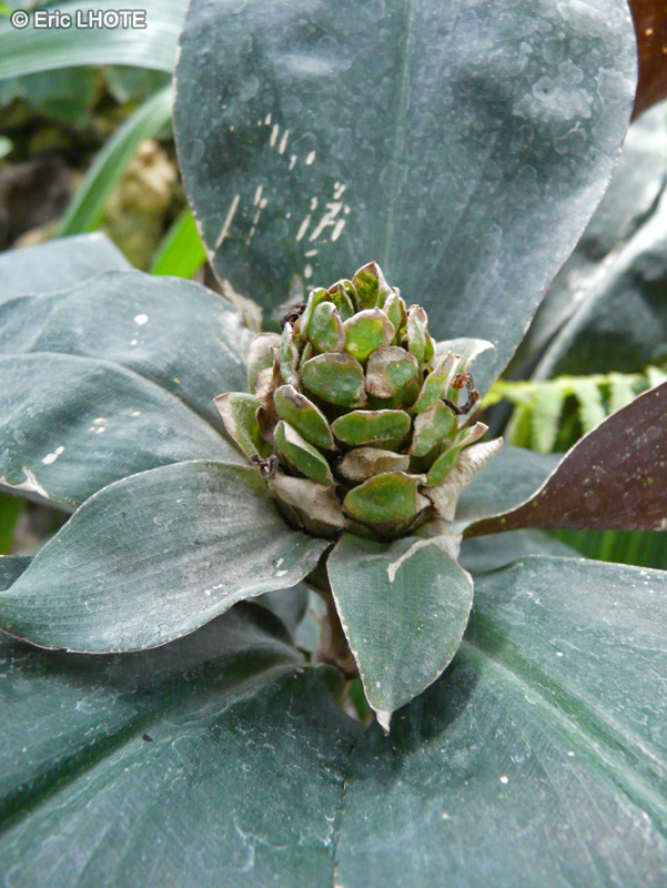 Costaceae - Costus erythrophyllus - Blood Red Spiral Costus, Oxblood Ginger
