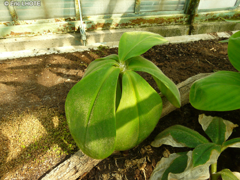 Costaceae - Costus malortieanus, Costus woodsonii - Costus de Woodson, Canne d’eau