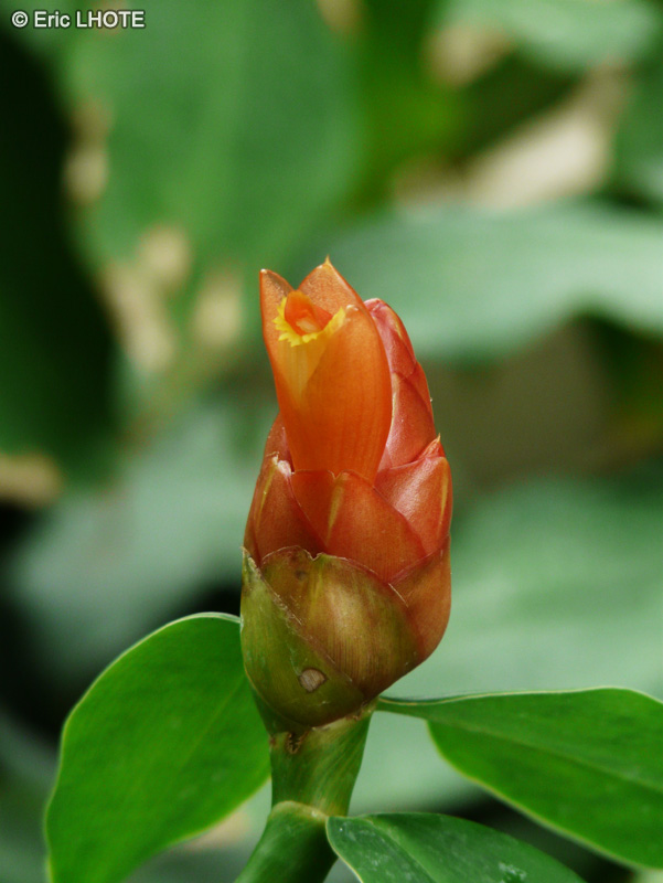 Costaceae - Costus pulverulentus - Coste, Canne d’eau