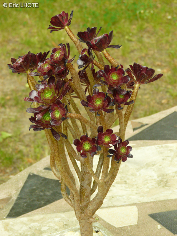  - Aeonium arboreum atropurpureum Schwarzkopf - 