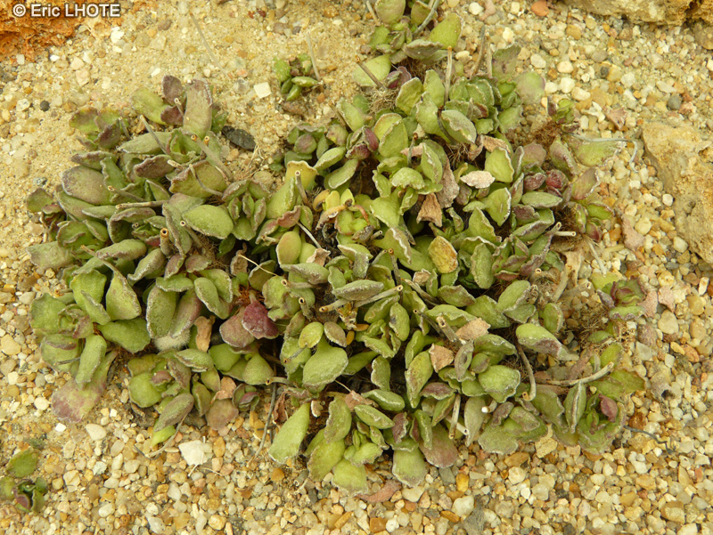 Crassulaceae - Andromischus cristatus - Crinkle-leaf plant