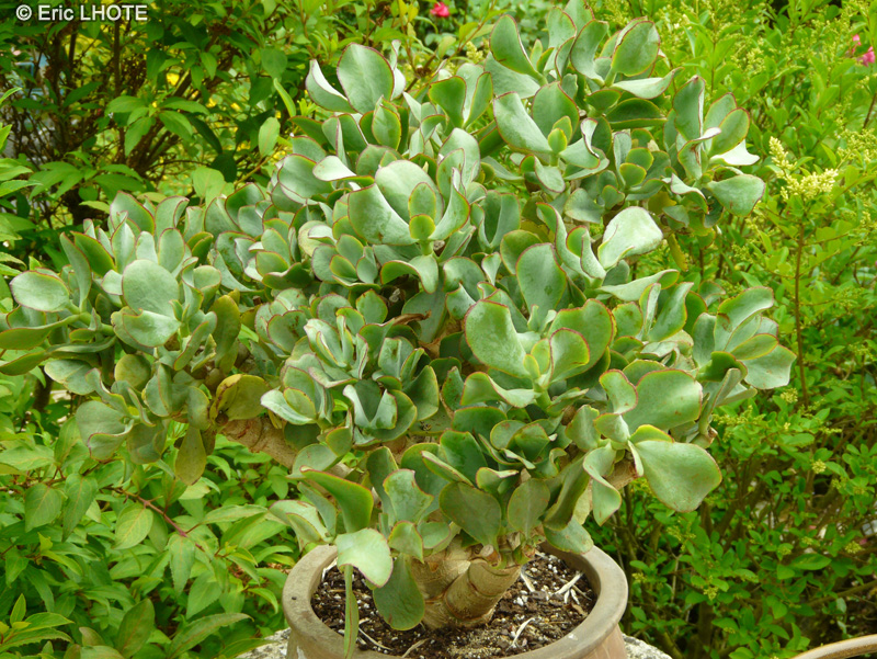 Crassulaceae - Crassula ovata Blue Bird - Arbre de Jade, Dollar d’argent, Crassule ovale, Plante de jade, Baobab Africain