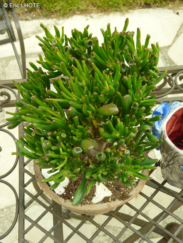 Crassulaceae - Crassula ovata Gollum - Arbre de Jade, Dollar d’argent, Crassule ovale, Plante de jade, Baobab Africain