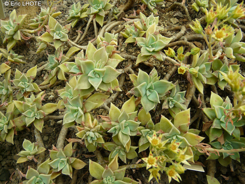 Crassulaceae - Graptopetalum paraguayense - Graptopetalum