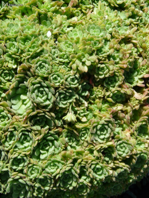 Crassulaceae - Rosularia pallida - Rosularia