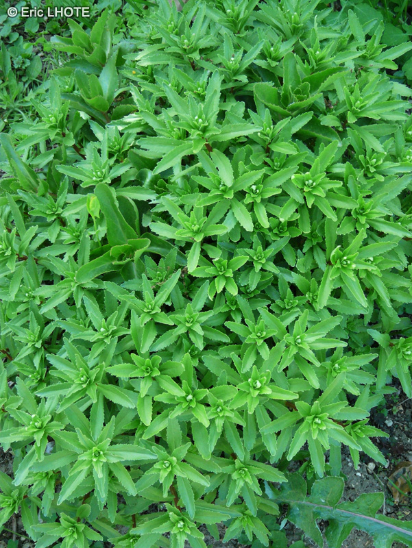 Crassulaceae - Sedum aizoon - Orpin aizoon