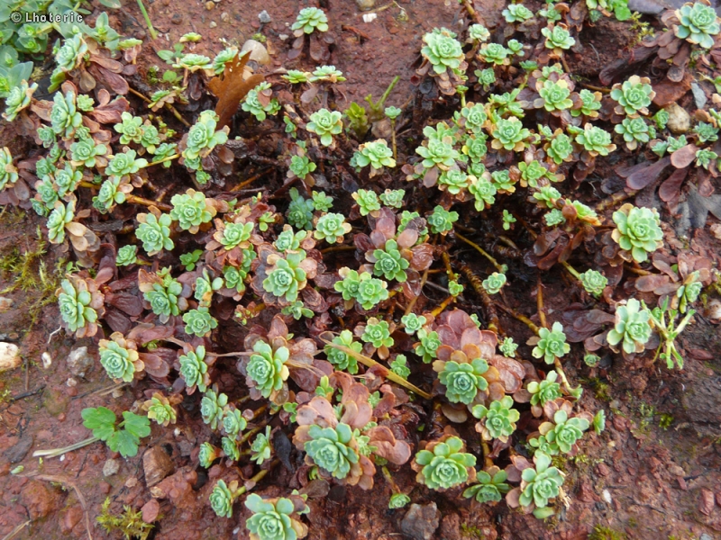 Crassulaceae - Sedum pachyclados - Orpin