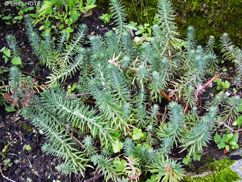 Crassulaceae - Sedum reflexum - Orpin réfléchi, Orpin des rochers