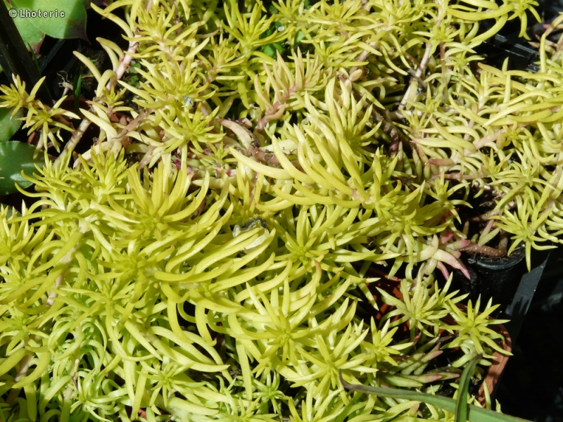 Crassulaceae - Sedum sediforme Gold - Orpin de Nice