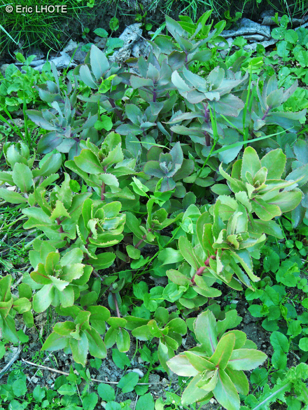 Crassulaceae - Sedum telephium ssp. maximum - Grand Orpin, Grand Sédum, Herbe à la coupure
