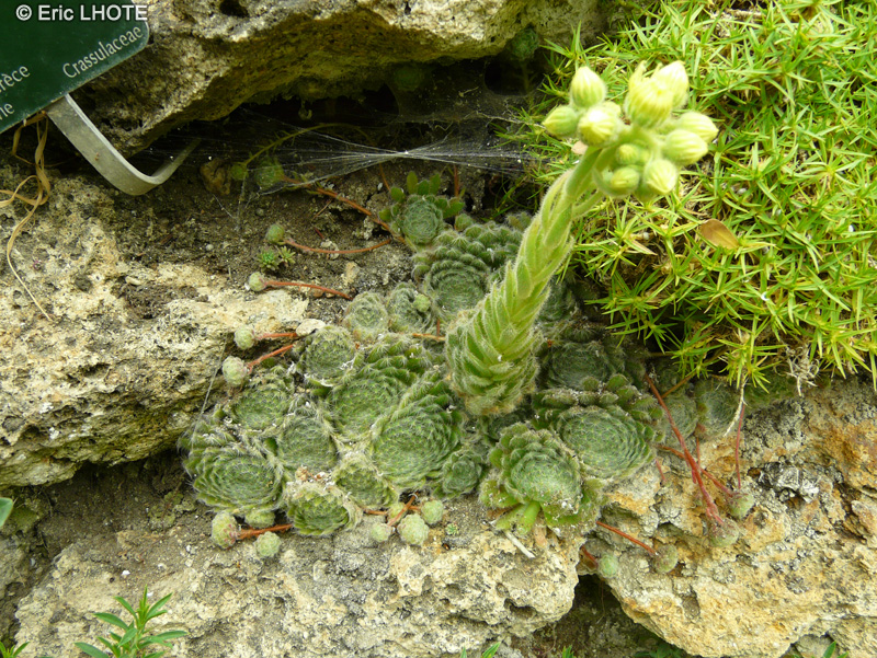 Crassulaceae - Sempervivum ciliosum - Joubarbe