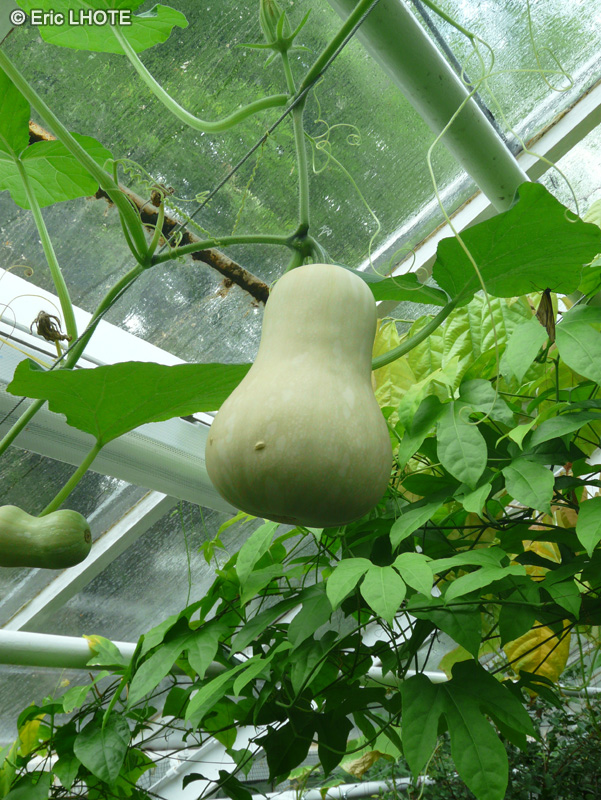 Cucurbitaceae - Benincasa hispida - Courge cireuse