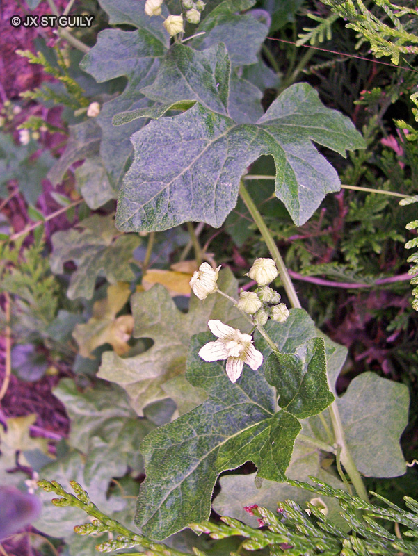 Cucurbitaceae - Bryonia cretica ssp. Dioica - Bryone dioique, Couleuvrée, Navet du Diable, Rave de serpent, Navet galant
