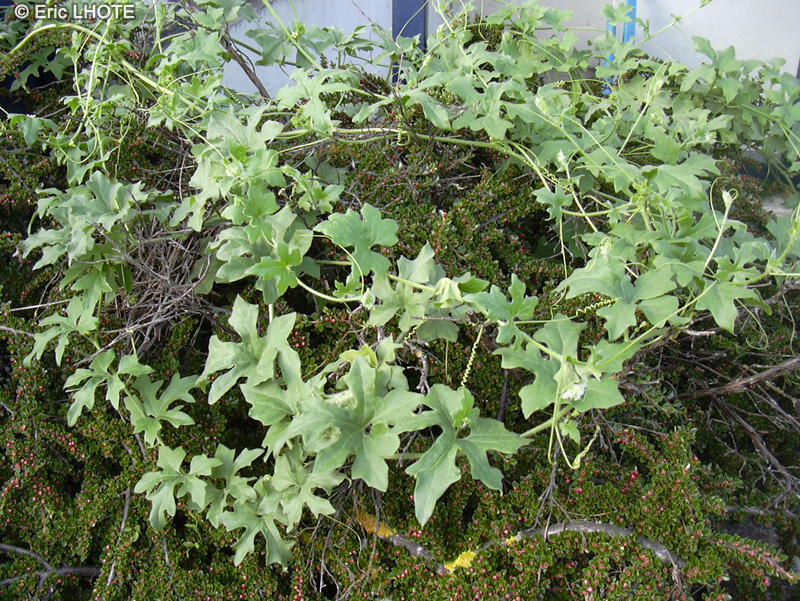  - Bryonia cretica ssp. dioica - 
