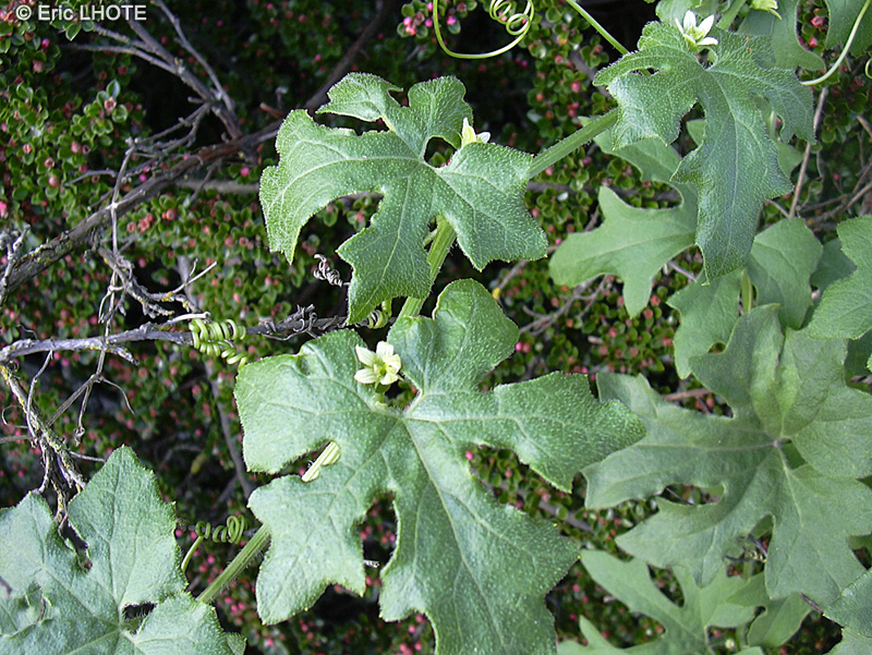  - Bryonia cretica ssp. dioica - 