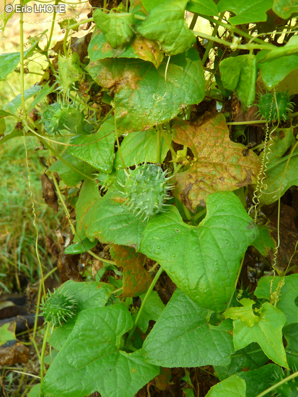 Cucurbitaceae - Cyclanthera explodens, Cyclanthera brachystachys - Courge explosive