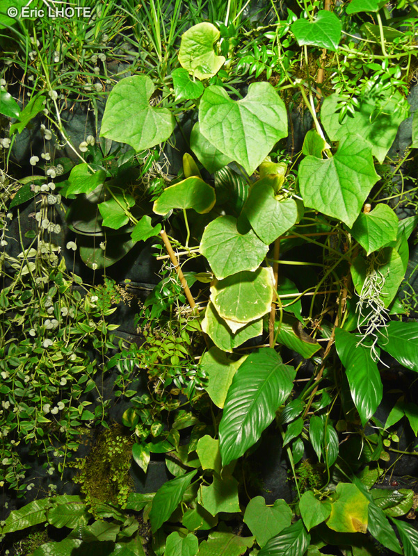 Cucurbitaceae - Sechium edule - Chayotte