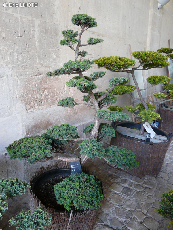 Cupressaceae - Juniperus chinensis - Genévrier de Chine
