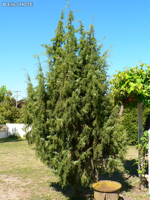 Cupressaceae - Juniperus oxycedrus - Genévrier oxycèdre, Arbre à Cade