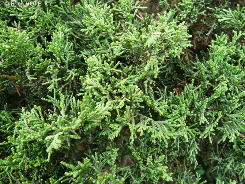  - Juniperus sabina - 