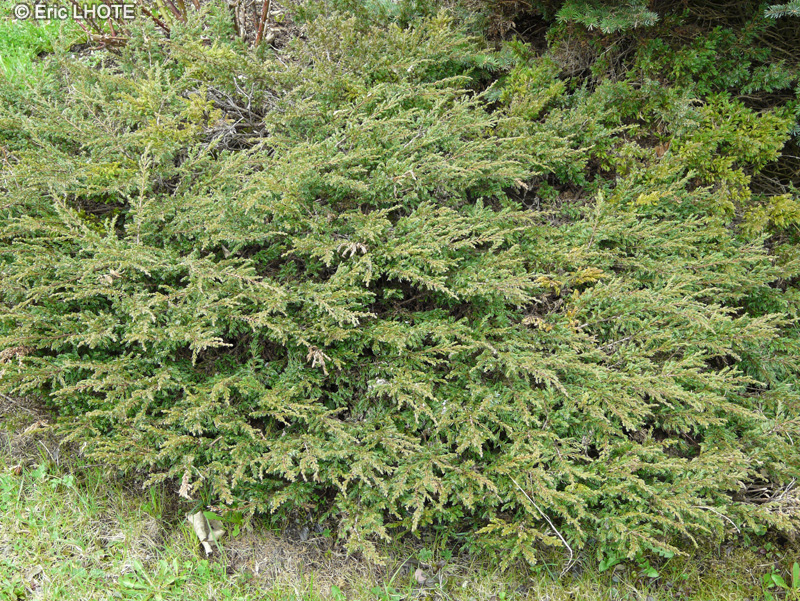 Cupressaceae - Juniperus sabina - Genévrier sabine, Sabine, Sabine de montagne