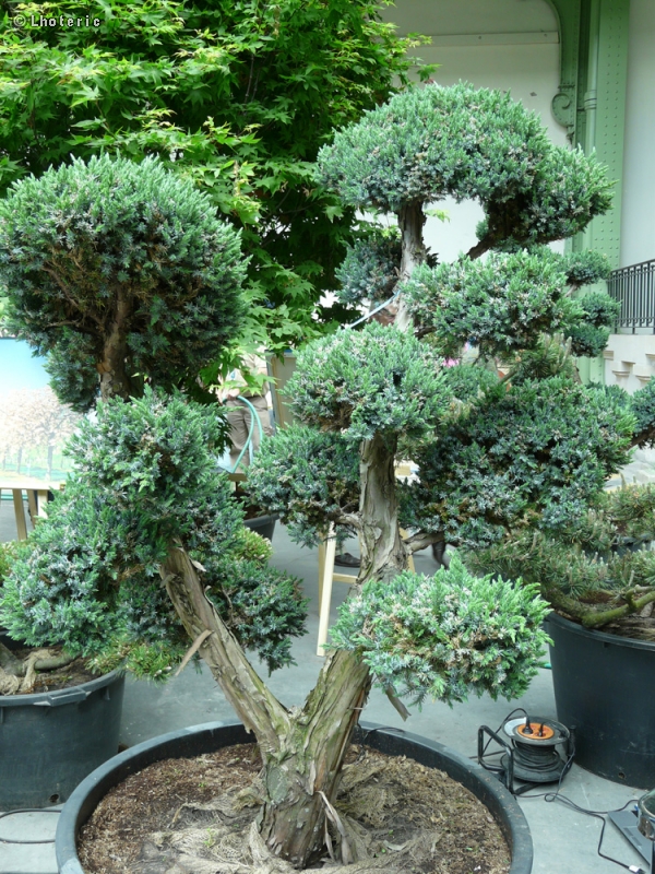 Cupressaceae - Juniperus squamata Meyeri - Genévrier écailleux