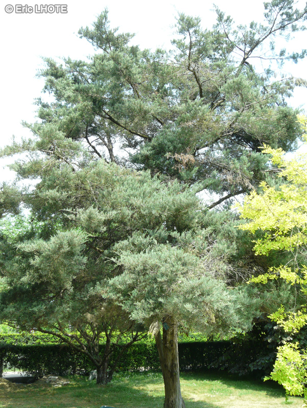  - Juniperus virginiana - 