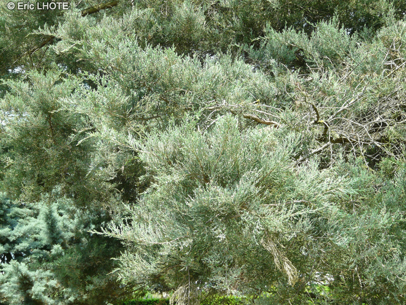 Cupressaceae - Juniperus virginiana - Genévrier de Virginie