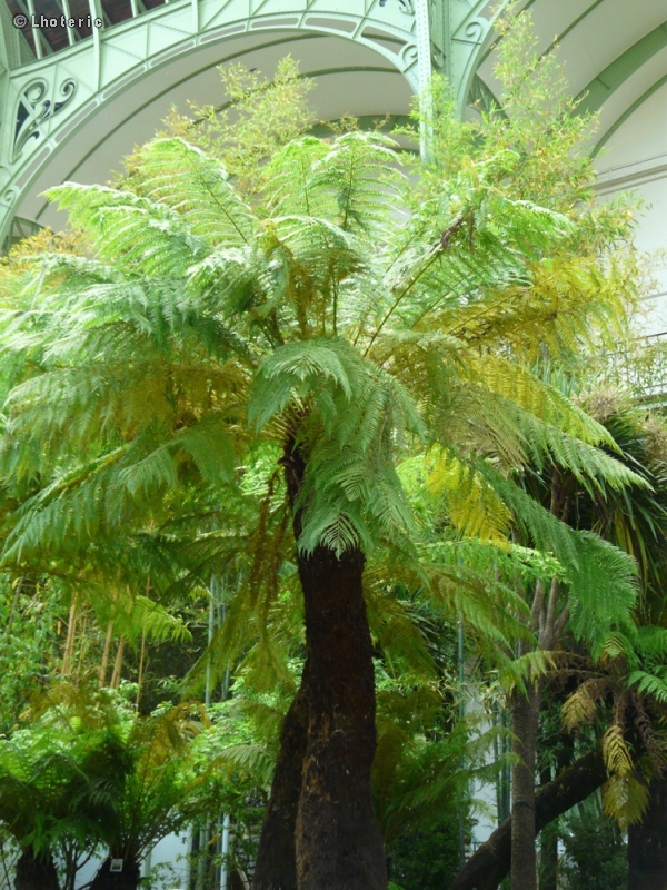  - Cyathea australis - 