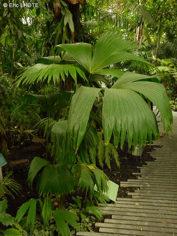 Cyclanthaceae - Arecaceae - Carludovica palmata