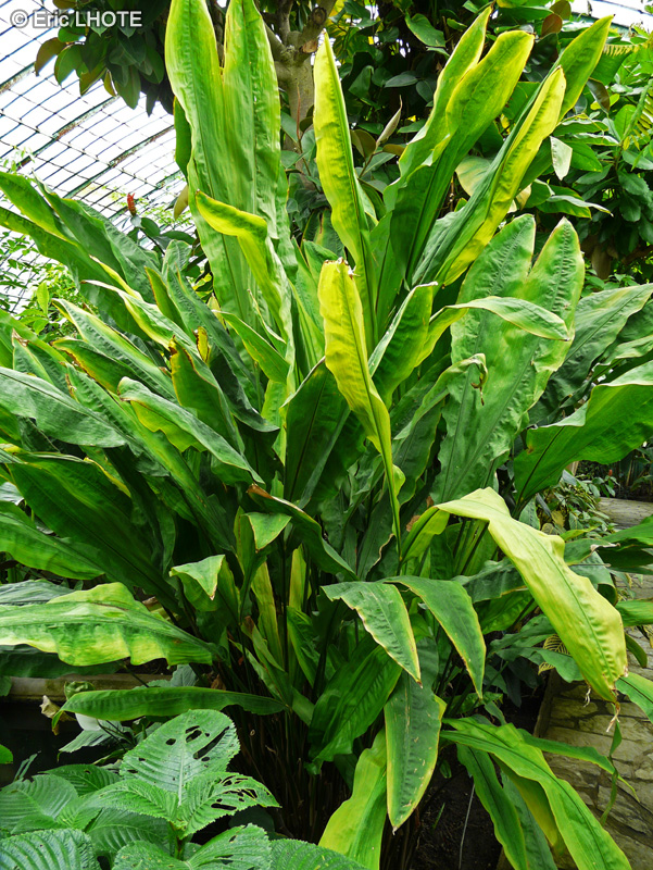 Cyclanthaceae - Cyclanthus bipartitus - Cyclanthus