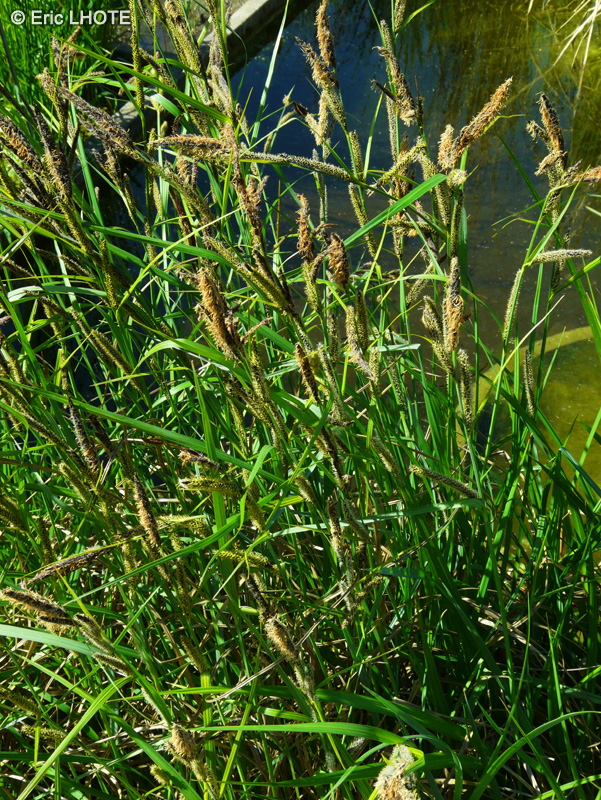 Cyperaceae - Carex acutiformis - Laîche des marais