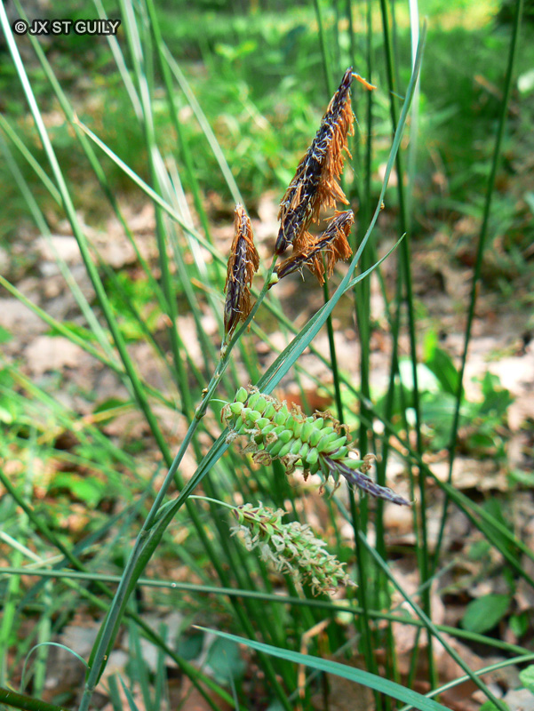 Cyperaceae - Carex flacca - Laîche flasque, Laîche glauque