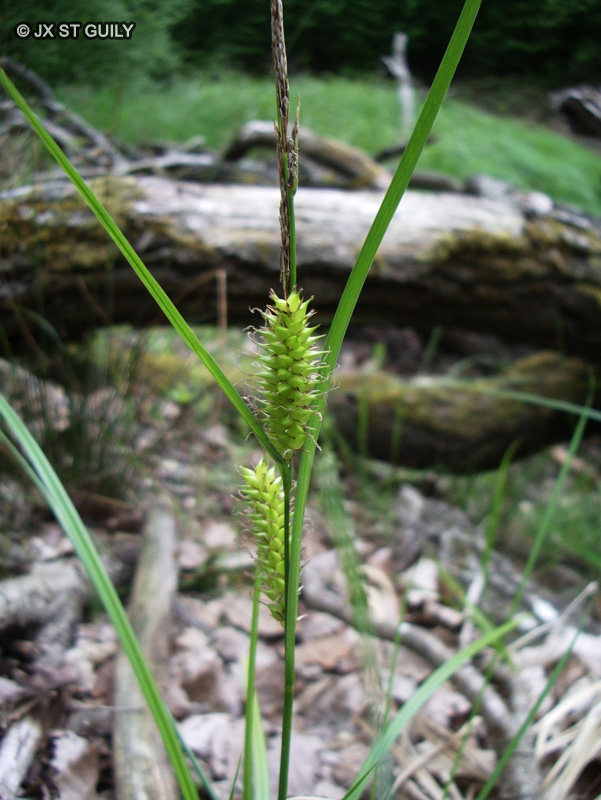 Cyperaceae - Carex vesicaria - La&icirc;che v&eacute;siculeuse, La&icirc;che &agrave; utricules renfl&eacute;s