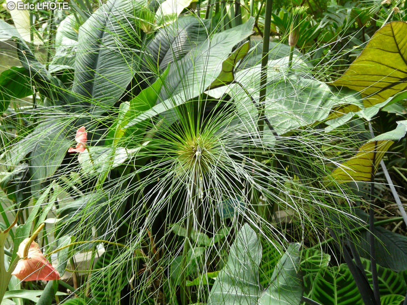 Cyperaceae - Cyperus papyrus - Papyrus d&rsquo;Egypte