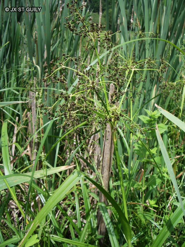 Cyperaceae - Scirpus sylvaticus - Scirpe des bois, Souchet des bois