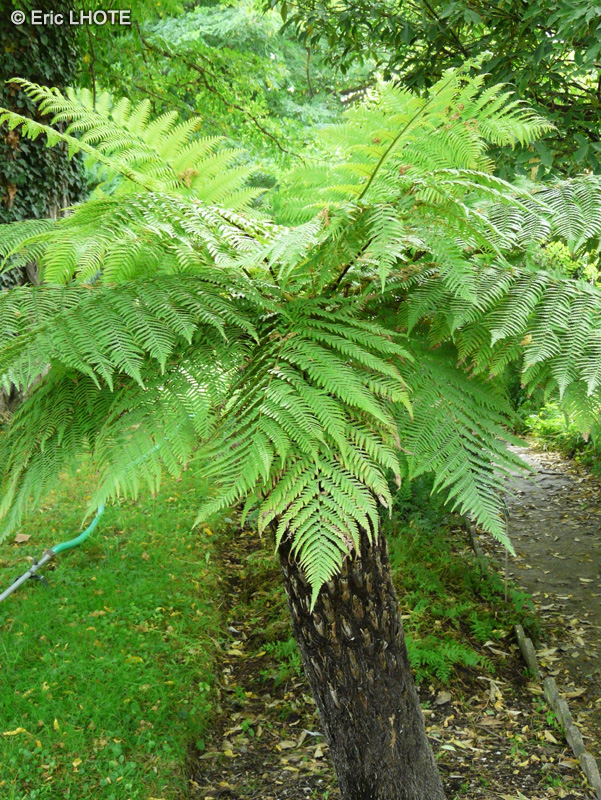 Dicksoniaceae - Dicksonia antartica - Foug&egrave;re arborescente