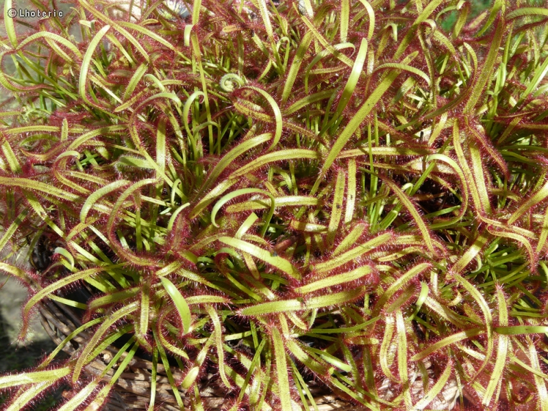  - Drosera capensis - 