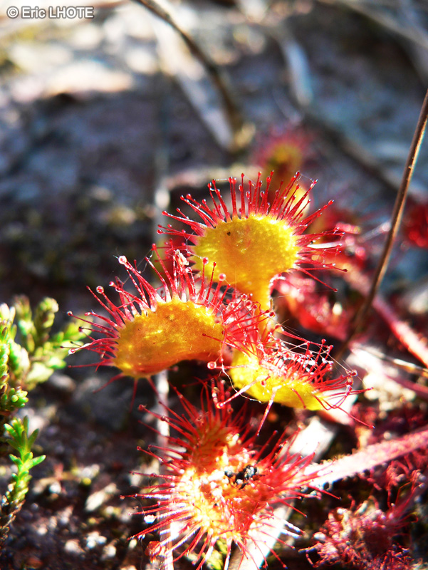 Droseraceae - Drosera rotundifolia - Drosera, Rossolis &agrave; feuilles rondes