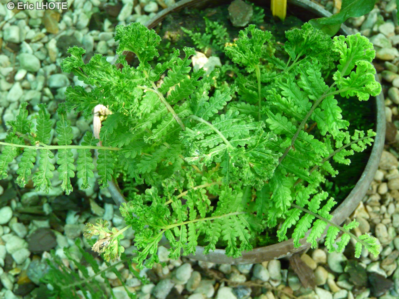 Dryopteridaceae - Nephrodium molle - Nephrodium