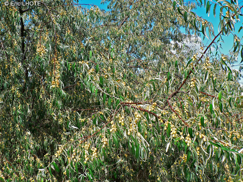 Elaeagnaceae - Elaeagnus angustifolia - Olivier de bohème, Chalef à feuilles étroites, Arbre d’argent
