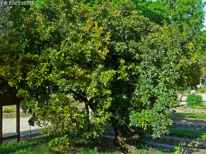 Ericaceae - Arbutus unedo - Arbousier, Arbre aux fraises, Fraisier en arbre