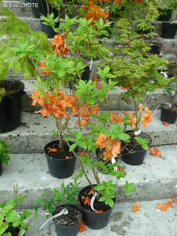 Ericaceae - Azalea exbury Gibraltar - Azalée exbury