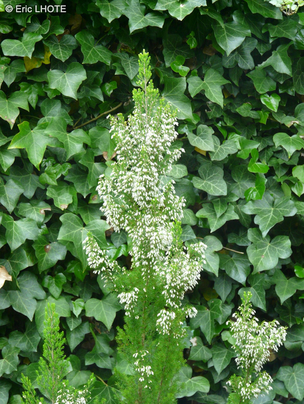 Ericaceae - Erica arborea - Bruyère arborescente, Bruyère blanche, Bruyère en arbre