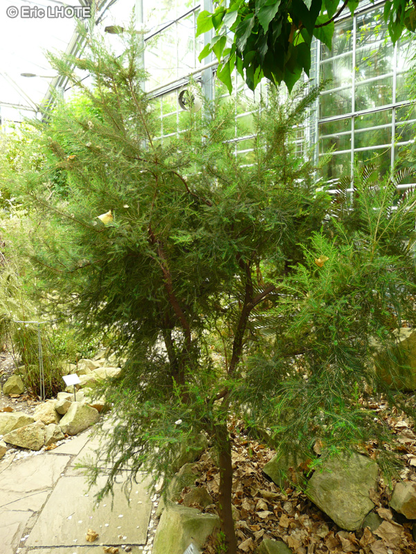 Ericaceae - Erica subdivaricata - Bruyère