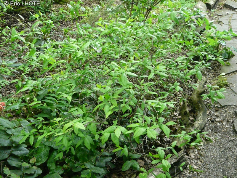 Ericaceae - Leucothoe racemosa - Swamp doghobble