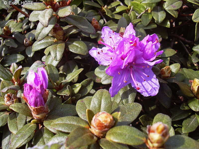  - Rhododendron azalea - 