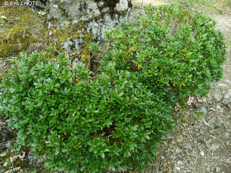 Ericaceae - Rhododendron ferrugineum - Rhododendron ferrugineux