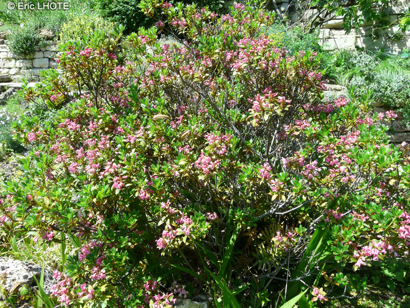  - Rhododendron hirsutum - Rhododendron hirsute